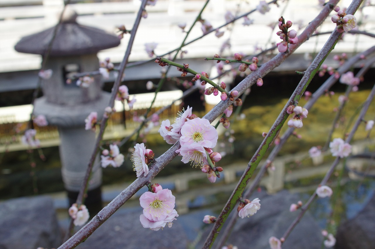 フォトギャラリー 19年2月 徳川園の四季 徳川園