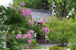 徳川園に咲く　７月上旬サルスベリが咲き始めます