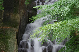 徳川園に咲く　大曽根の滝