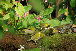 徳川園に咲く　気温の降下と共に秋の野鳥が増えて来ます。