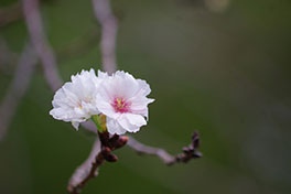 徳川園に咲く　10月下旬子福桜咲き始め