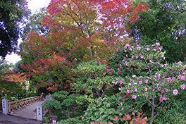 徳川園に咲く　例年11月下旬～12月上旬虎仙橋周辺