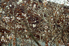 徳川園に咲く　子福桜1月下旬満開