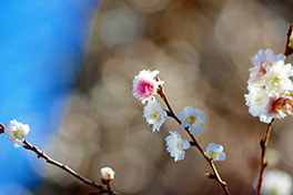 徳川園に咲く　八重咲の子福桜