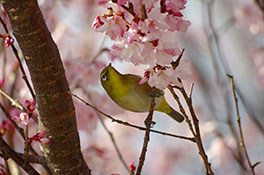 徳川園に咲く　メジロと東海桜