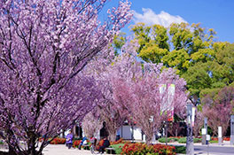 徳川園に咲く　東海桜3月中旬～下旬