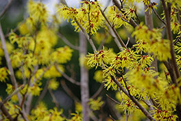 徳川園に咲く　満作3月上旬～中旬