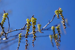 徳川園に咲く　木伏3月中旬